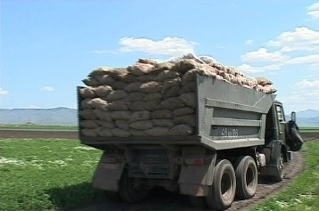 200 тонн картофеля - бесплатно