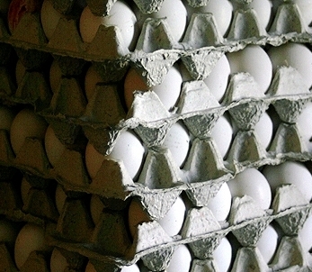 В чем причины дефицита и дороговизны куриных яиц?