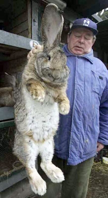 Աշխարհի ամենախոշոր ճագարը