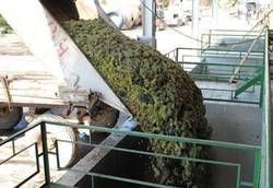 С завтрашнего дня Ереванский коньячный завод начнет закупки винограда
