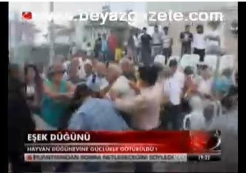 Ослиная свадьба в Турции закончилась дракой