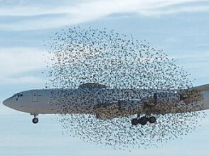 Самолет вице-президента США столкнулся со стаей птиц