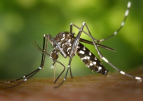 В Испании вводят штраф за распространение комаров
