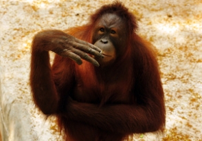 В Индонезии обезьяну будут лечить от табачной зависимости