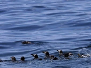 На бразильских пляжах нашли 500 мертвых пингвинов