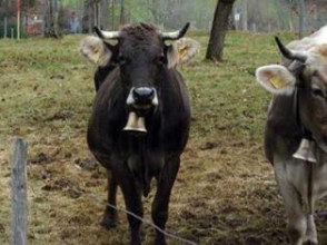 В Австрии коровам запретили звенеть колокольчиками