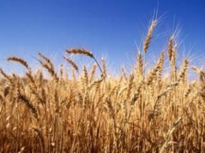 В России продолжают расти цены на зерновые