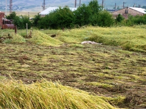 Հիմա էլ սուպերէլիտային վերարտադրության սերմացու