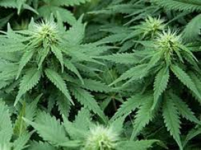 Штат Колорадо узаконил марихуану