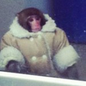 Կանադայի խանութներից մեկն է այցելել մի կապիկ՝ հագին վերարկու