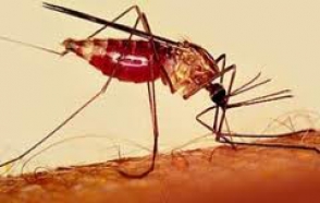 Այսօր Մալարիայի համաշխարհային օրն է