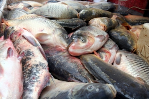 Վիճելի օրինագիծն ընդունվեց