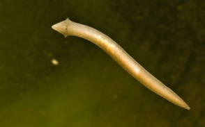 Обнаружен ген восстановления головы у червя