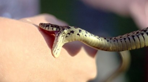 Թունավորում օձի խայթոցից