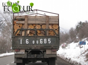 Ահա թե ինչպիսի ծառեր են հատվում սանիտարական հատումների անվան տակ (տեսանյութ)