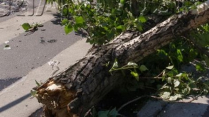 Քամին ծառեր է շրջել