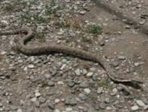 Հայտնաբերվել է օձ