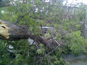 Ծառն ընկել է ավտոտնակների վրա