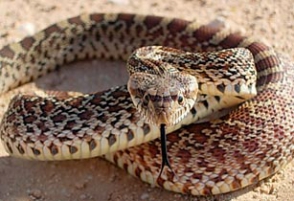 Երևանի շենքերից մեկի բնակարանի ննջասենյակում օձ է հայտնաբերվել