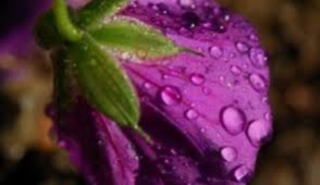 Սպասվում են կարճատև անձրև և ամպրոպ