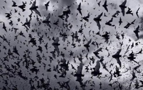 Ավելի քան 200 չղջիկ գրոհել է Դանիայի բնակչուհու տունը