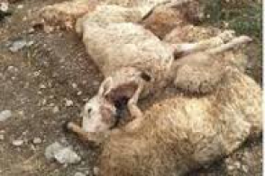 Եղեգնաձորում շները հոշոտել են 25 մանր եղջերավոր անասուն