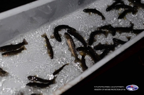 Սևանա լիճ է բաց թողնվել 367.000 մանրաձուկ