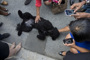 Американцы за год потратили на домашних животных 58 миллиардов долларов