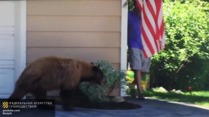 Արջն ու ամերիկացին վախեցրել են իրար՝ հայտնվելով դեմ–դիմաց (տեսանյութ)