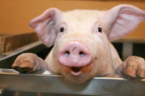 Գողացած խոզը վերադարձրել է