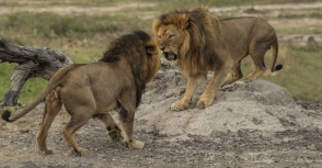 Սպանված Սեսիլ առյուծի եղբայրը ողջ է (լուսանկարներ)