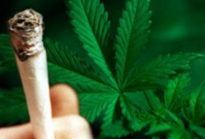 Թմրամիջոցը հավաքել է Բուլվարային թաղամասի վայրաճ կանեփի թփերից