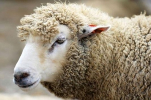 Կազանում Ղուրբան Բայրամի մատաղացու ոչխարը փախել է