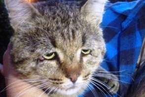 Անսովոր տեսքով կատուն համացանցի աստղ է դարձել (լուսանկար)