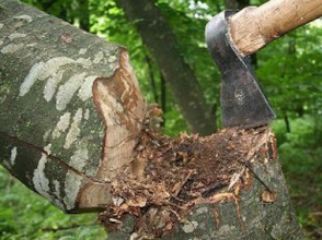 Հարուցվել է քրեական գործ՝ ապօրինի ծառահատումներ կատարելու դեպքի առթիվ