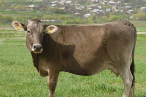 Գիշերը մուտք են գործել անասնագոմ և գողացել 4 գլուխ խոշոր եղջերավոր անասուն