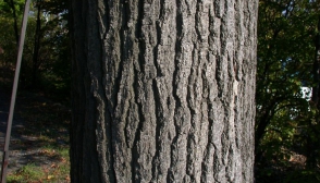 Ապօրինի ծառահատում Հրազդանում. 4 կաղնի է հատվել