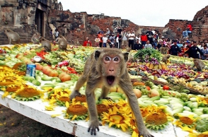 Թայլանդում կապիկների փառատոն է անցկացվել