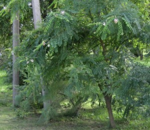 Ապօրինի հատված ակացիաներ Երևան-Սևան ճանապարհին