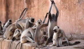 Հնդկաստանում կապիկները քարկոծելով սպանել են քահանային