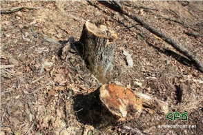 Ինչ է կատարվում Շնողի անտառներում (լուսանկար, տեսանյութ)