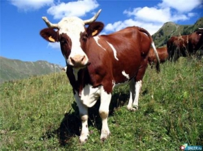 Կով գողացողը 1 տարի անց հայտնաբերվեց և խոստովանեց