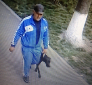 «Անգլիական պոինտեր» ցեղատեսակի շունը հայտնաբերվել է