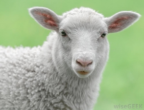 Անասնագոմից գողացել են 4 գառ