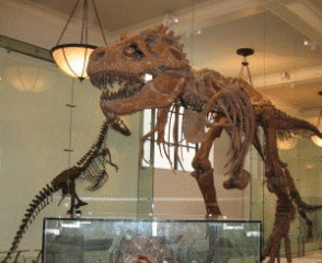 Դելիի թանգարանում բռնկված հրդեհի պատճառով այրվել են դինոզավրերի մնացորդները