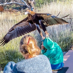 Ավստրալական այգում արծիվը հարձակվել է երեխայի վրա (լուսանկար)