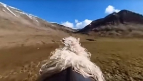 Ֆարերյան կղզիներում ոչխարները համայնապատկերներ են լուսանկարում «Google Street View»–ի համար (տեսանյութ)