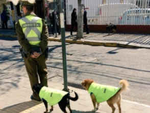 Չիլիում անտուն շներին աշխատանք են տալիս և ապահովում ապաստանով