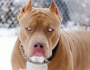 Զորավան գյուղի միջնակարգ դպրոցի մոտ պիտբուլին բռնելու համար դիմել են փրկարարներին