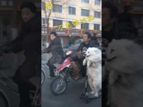 Ինչպես է ինքնագնացով շունը շրջում Չինաստանի փողոցներով
